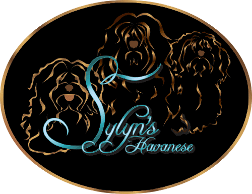 Sylyn Havanese and Picards